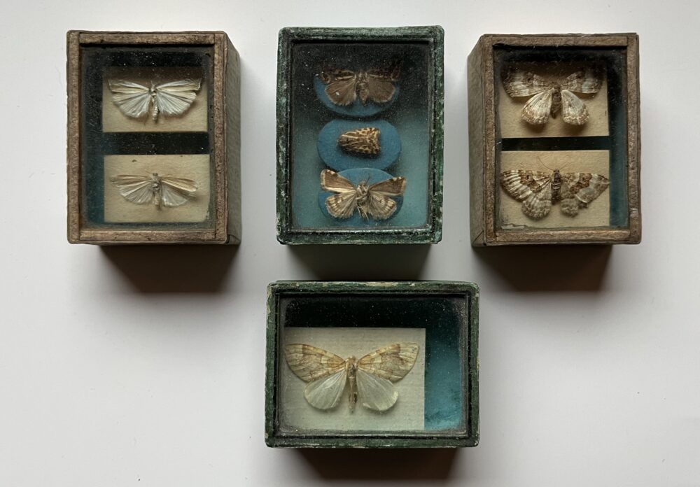 Preparovaný hmyz - motýli - můry v krabičkách pod sklem 1.pol.20.stol.