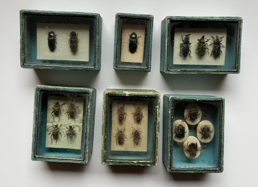 Preparovaný hmyz - brouci v krabičkách pod sklem 1.pol.20.stol.