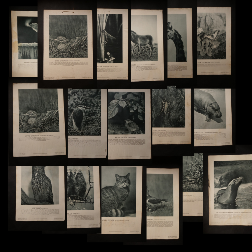 Tabule-Fotografie ze světa zvířat,f.Dr.Staněk,text Jedlička 1945 26ks