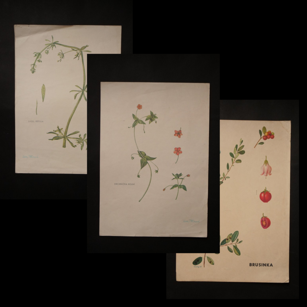 Tabule ROSTLINY ilustrátor Plicková Edita, Veselý r.1966 3 ks