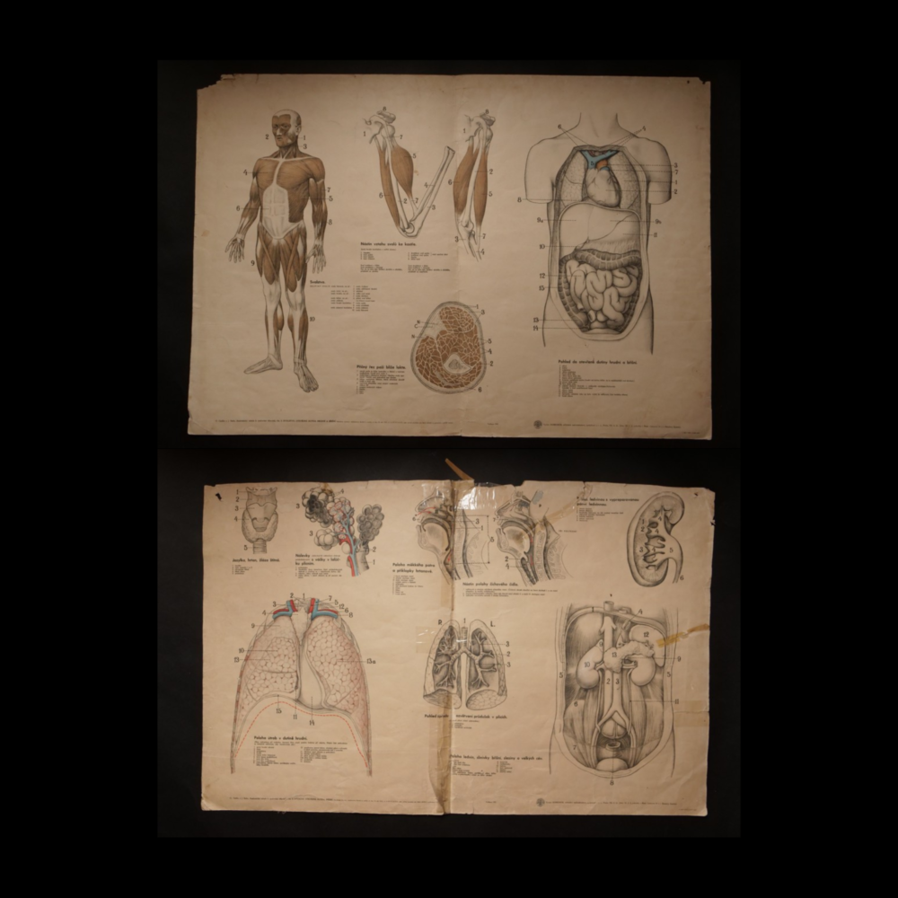 Anatomické tabule k vyučování tělovědě, vydalo Komenium 1957