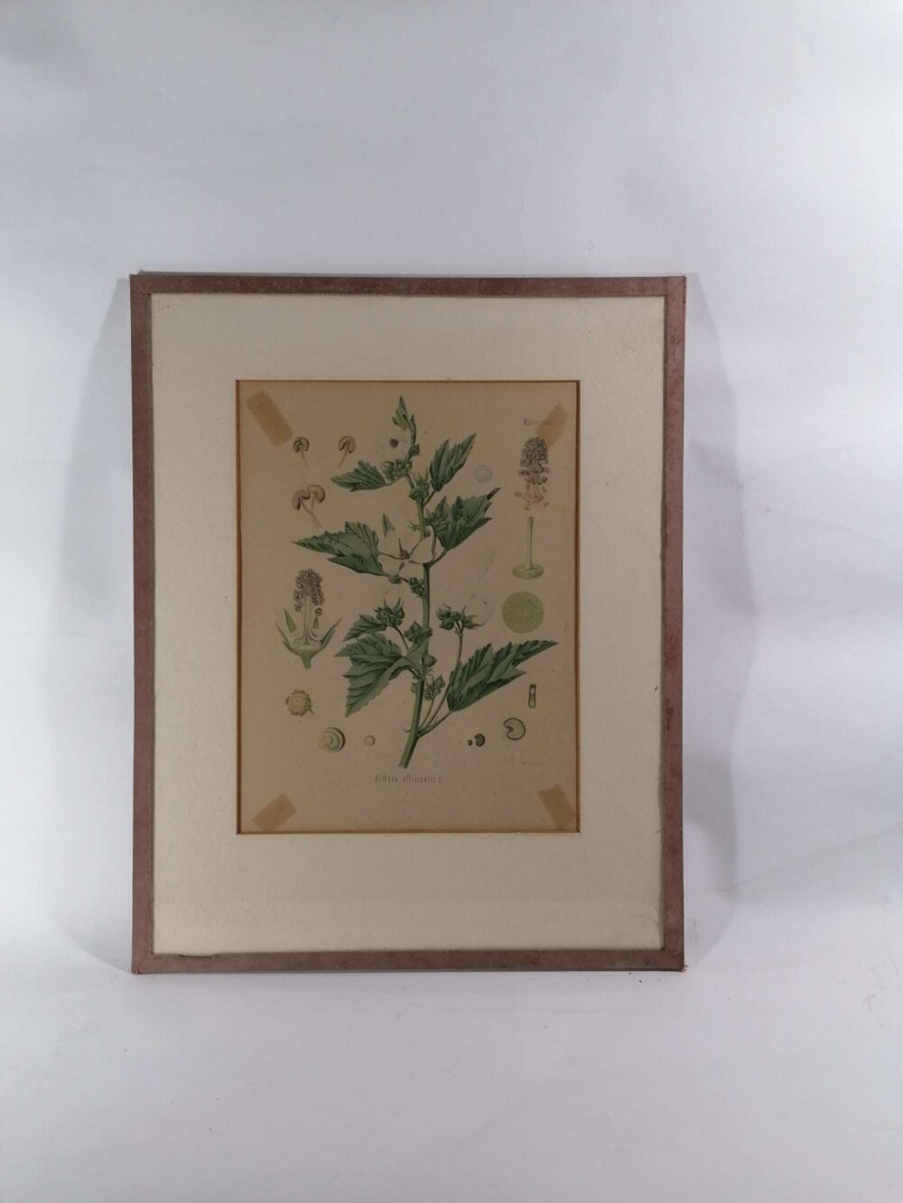 Litografie Proskurník lékařský, pod sklem, pasparta 1.pol.20.stol.