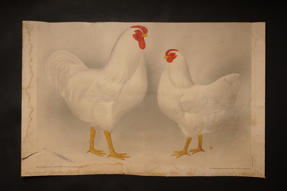 Tabule Slepice - Bílé Vyandotky,namaloval Vladimír Kovařík r.1952