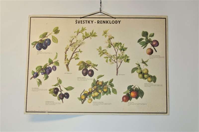 Naučná nástěnná cedule - švestky, mirabelky
